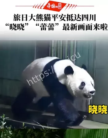 旅日大熊猫回国